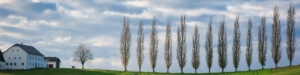 a row of trees in a row