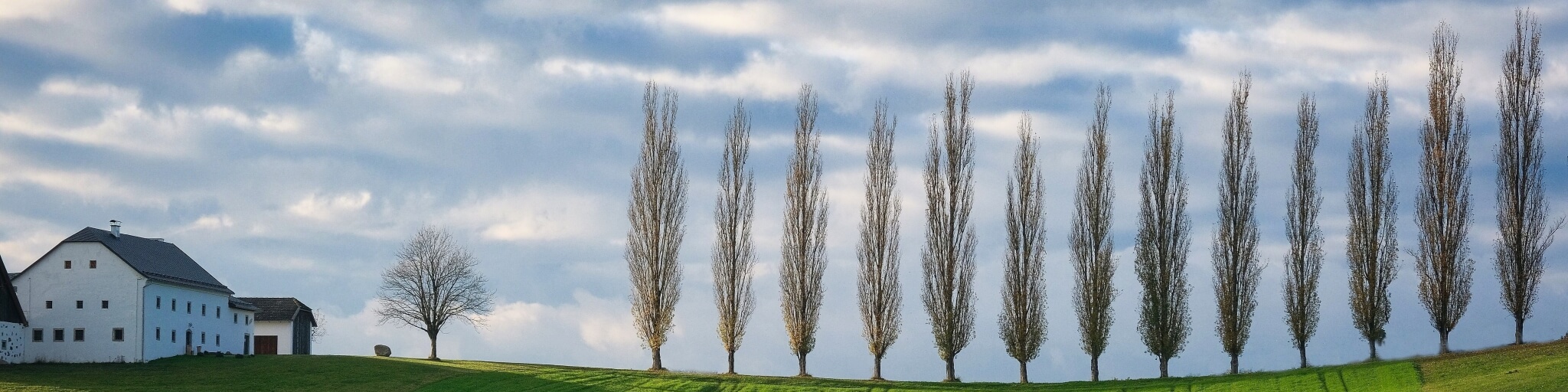 a row of trees in a row